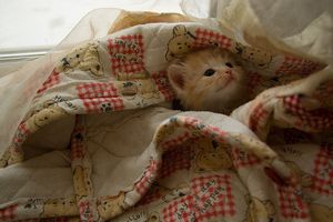 a cute cat photo that is cute