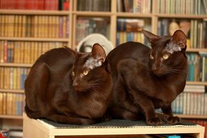 a cute cat photo that is cute