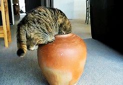 a cute cat photo that is cute