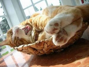 a cute cat photo that is cute