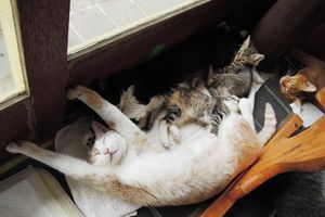 a cute cat photo that is cute