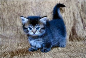 a cute cat photo that is cute