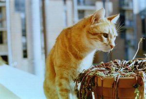 a cute cat photo that is cute