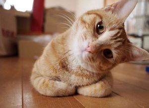 a cute cat photo that is cute