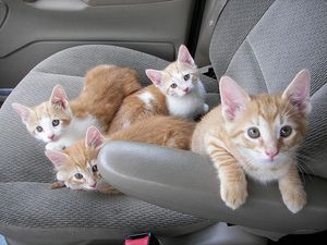 a cute cat photo that is cute