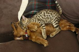 a cute cat photo that is cute
