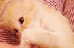 a cute cat photo that is cute