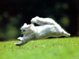 a cute cat photo that is cute