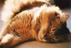 a cute cat photo that is cute