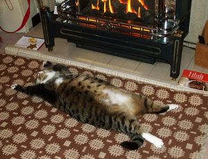 a cute cat photo that is cute