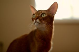 a cute cat photo that is cute