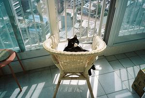 a cute cat photo that is cute