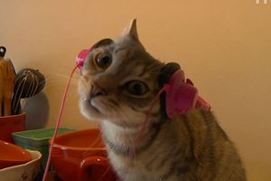 a cute cat photo that is cute