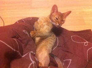 a cute cat photo that is cute