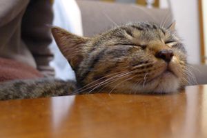 a cute cat photo that is cute