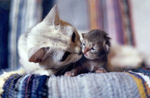 a cute cat photo that is cute