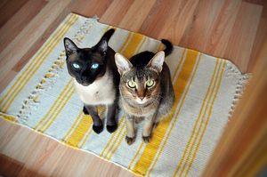 a cute cat photo that is cute