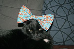 a cute cat photo that is cute