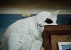 a cute cat photo that is cute
