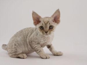 a cute cat photo that is cute