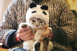 a cute cat photo that is cute