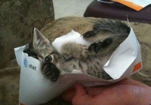 a cute cat photo that is cute