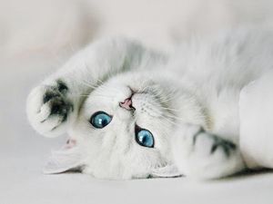 a cute cat photo that is cute