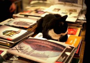 a cute cat photo that is cute