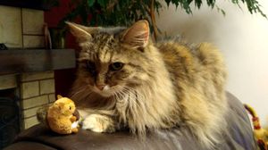 a cute cat photo that is cute