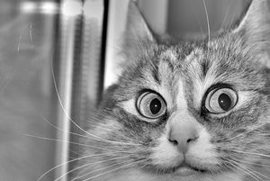 a cute cat photo that is cute