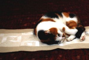 a cute cat photo that is cute