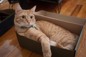 a cute cat photo that is cute