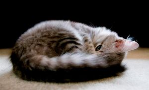 a cute cat photo that is cute