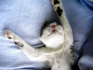 a cute cat photo that is cute