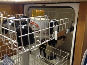 a cute cat photo that is cute