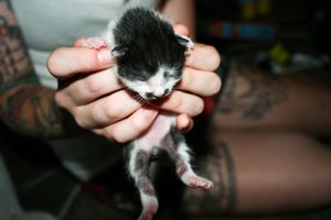 a cute cat photo that is cute