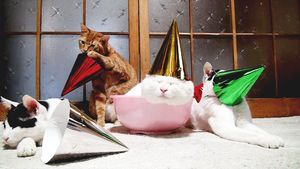 a cute cat photo that is cute