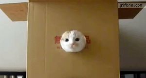 a cute cat photo that is cute
