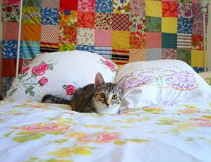a cute cat photo that is cute