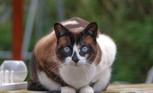 a cute cat photo that is cute