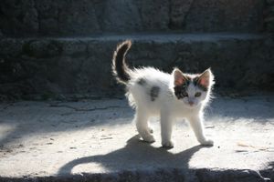 a cute cat photo that is cute