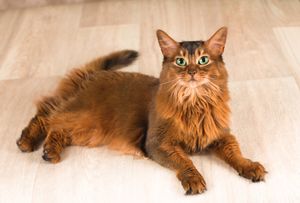 a cute cat photo that is cute