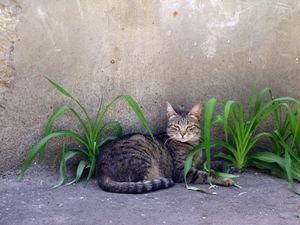 a cute cat photo that is cute