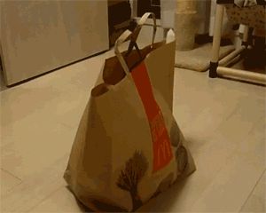 a cute cat photo that is cute