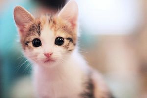 a cute cat photo that is cute