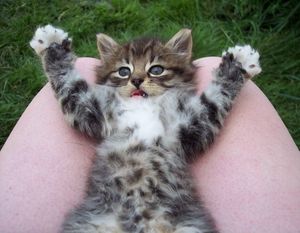 a cute cat photo that is cute