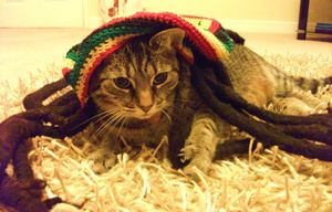 a cute cat photo that is cute