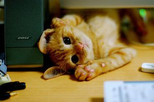 a cute cat photo that is cute