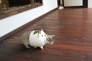 a cute cat photo that is cute