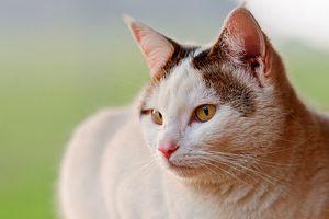 a cute cat photo that is cute